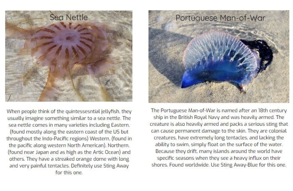 Sea Nettle & Portugese Man-of-War Jelly Fish
